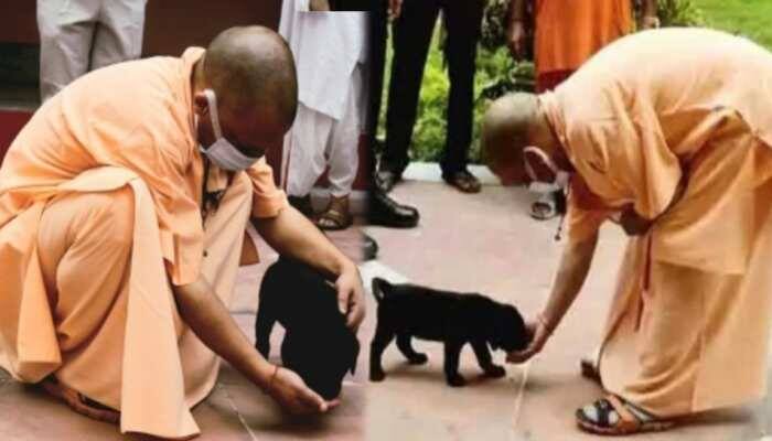 गोरखनाथ मंदिर में पूजा-अर्चना की थी और जब वो बाहर आए तो काला लैब्राडोर पिल्ला गुल्लू उनका अभिवादन करने के लिए दौड़ पड़ा था. सीएम ने पिल्ले को प्यार किया और उसे बिस्किट खिलाया.