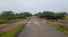 Bhavnagar : કાળિયાર અભિયારણ્યમાં એક સાથે 3000 કાળિયાર દેખાયા, જુઓ અદભુત વીડિયો