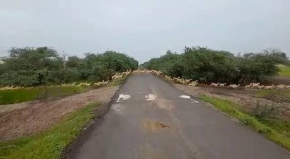 Bhavnagar : કાળિયાર અભિયારણ્યમાં એક સાથે 3000 કાળિયાર દેખાયા, જુઓ અદભુત વીડિયો