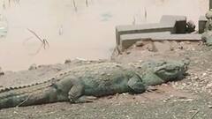 संकटाच्या 'जबड्यात' सांगली, पूर ओसरताच सांगलीत मगरींचं दर्शन, कसबे डिग्रजमध्ये घराच्या कौलांवर मगरी