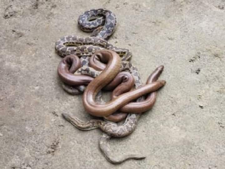 Lucknow: Snakes are smuggled for medicine-worship and tantra mantra, customers are searched from Instagram ANN दवा-पूजा और तंत्र मंत्र के लिए होती है सांपों की तस्करी, इंस्टाग्राम से तलाशे जाते हैं ग्राहक