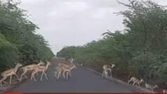 ભાવનગરઃ વેળાવદરમાં રસ્તો ઓળંગતા કાળિયારનો વીડિયો થયો વાયરલ, જુઓ વીડિયો