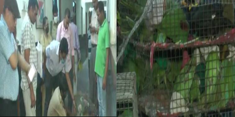 Malda about a thousand pheasants were rescued in, and traffickers were caught Malda: মালদায় হাজারখানেক টিয়াপাখি উদ্ধার, রেল পুলিশের হাতে ধৃত ১ পাচারকারী