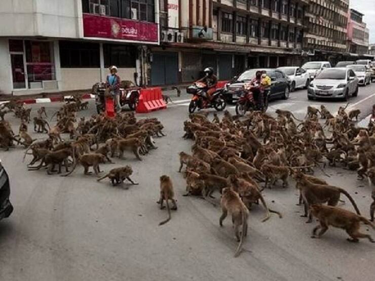 Hundreds of monkeys clash on a road in Thailand, bring traffic to halt சாலையில் திரண்ட குரங்குகள்; ஸ்தம்பித்த போக்குவரத்து: கேங் வாரை மிஞ்சிய குரங்குப்போர்..!
