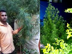 கஞ்சா ‛செடி’ வளர்த்தால் தவறு என்பதால் ‛மரம்’ வளர்த்தாராம்... ! 2 பேரை கைது செய்த போலீசார்!