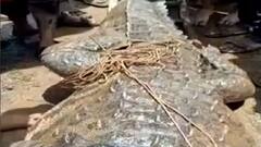 Sangli Flood : सांगली गावात महाकाय मगर, पूर ओसरताच सांगलीकरांसमोर नवं संकट ABP Majha