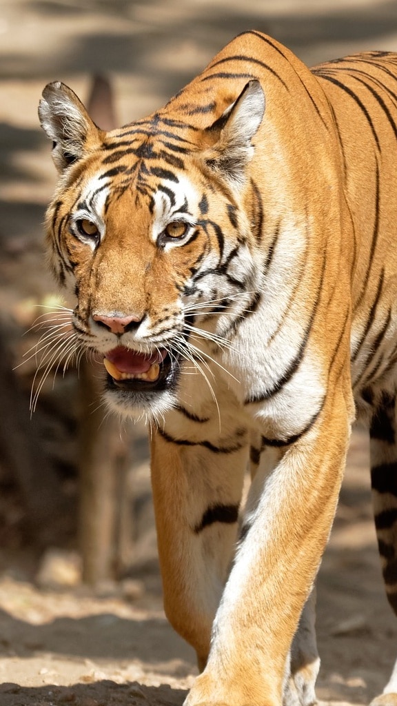 International Tigers Day 2021: 'ది రాయల్ బెంగాల్ టైగర్'.. దీని రాజసమే వేరప్పా!
