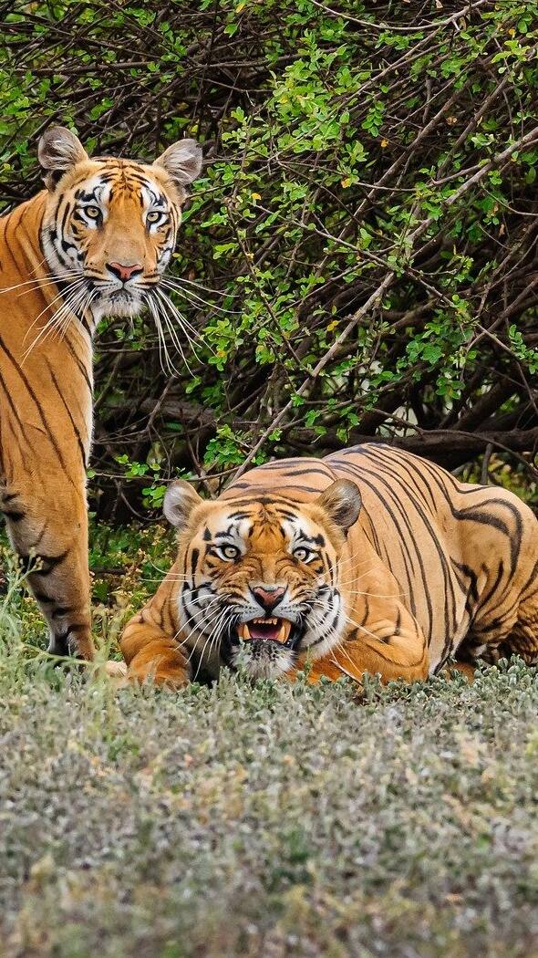 International Tiger Day 2021: आज मनाया जा रहा अंतरराष्ट्रीय बाघ दिवस, जानिए क्या है इसका इतिहास और महत्व