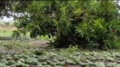 તાઉતે વાવાઝોડાનો મામલો: તાલાલા માર્કેટિંગ યાર્ડના સત્તાધીશોની મુખ્યમંત્રીને શું છે રજૂઆત?, જુઓ વિડીઓ