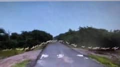 Gujarat: सड़क पार करते दिखे करीब 3 हजार हिरण, सोशल मीडिया पर वायरल हुआ वीडियो। Social Media