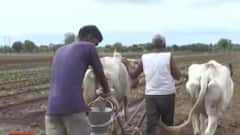 રાજ્યમાં છેલ્લા એક સપ્તાહમાં સારા વરસાદથી કૃષિ વાવેતરમાં થયો વધારો, શેનું થયું સૌથી વધુ વાવેતર?