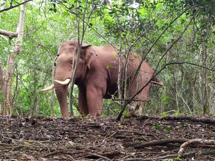 The forest department has temporarily abandoned 'Operation Bahubali elephant in coimbatore வனத்துறை வியூகங்களை தவிடுபொடியாக்கிய ’பாகுபலி’ யானை .. கைவிடப்பட்ட ’ஆபரேஷன் பாகுபலி’