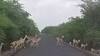 CAUGHT ON CAMERA as beautiful deers cross road in Gujarat's Bhavnagar