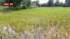 Pune : पुण्यातील मावळमधील शेतकऱ्यांना अतिवृष्टीचा फटका, 1100 हेक्टरवरील पिकांचं नुकसान ABP Majha