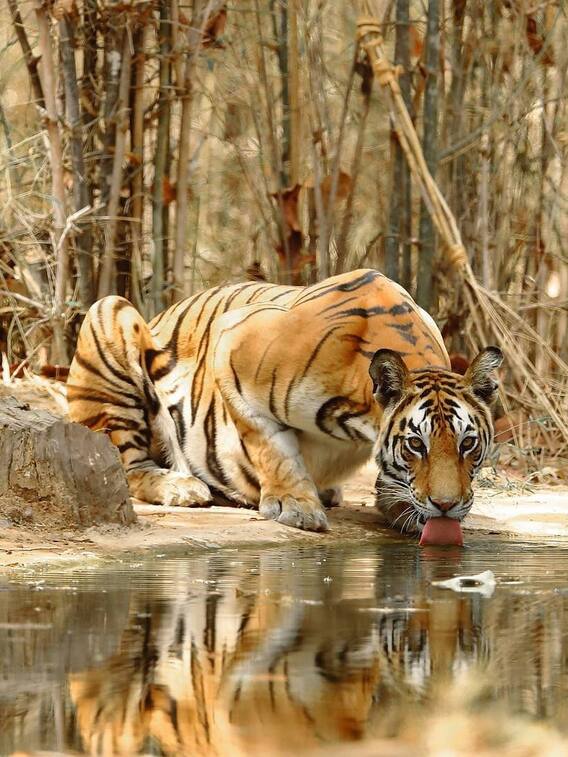 देश के Tiger रिजर्व के बारे में जानिए