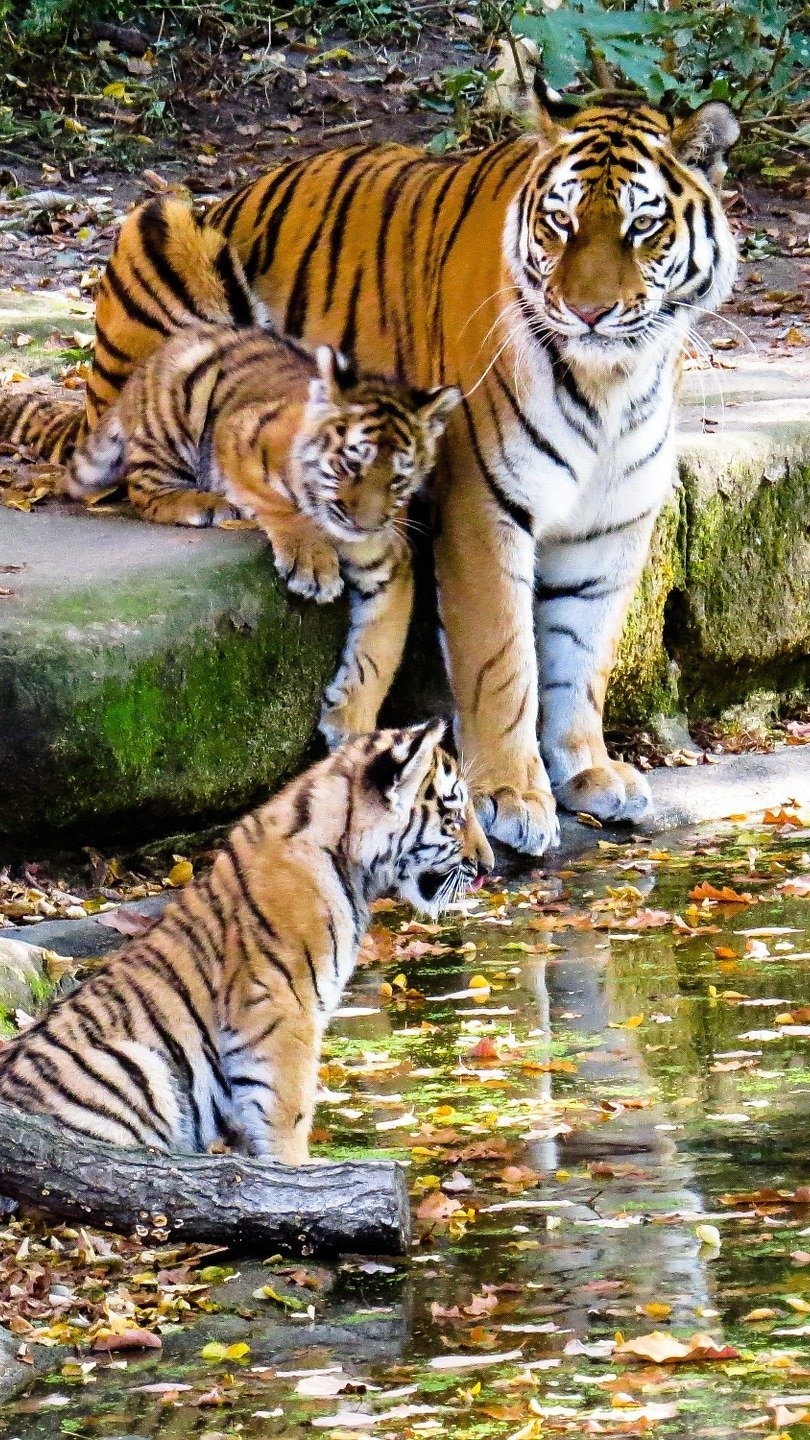 International Tiger Day 2021: புலிகளின் அழிவு ஒரு வனத்தின் அழிவு - சர்வதேச புலிகள் தினத்தையொட்டி சீமான் அறிக்கை