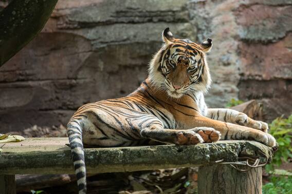 International Tiger Day 2021: अंतरराष्ट्रीय बाघ दिवस आज, जानिए भारत के टाइगर रिजर्व के बारे में