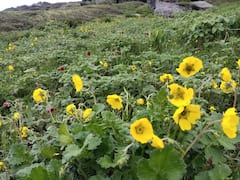 पर्यटकों से गुलजार हुई फूलों की घाटी, पार्क प्रशासन को हुई 3 लाख से ज्यादा की आय