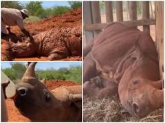 सोशल मीडिया पर वायरल हुआ दूध पीता और मड बाथ लेता गैंडे का बच्चा, लोग दे रहे हैं ये रिएक्शन