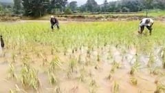 Maval Rains : मावळमधल्या शेतकऱ्यांना अतिवृष्टीचा फटका, सरासरीच्या तिप्पट पावसानं शेतकऱ्यांचं नुकसान