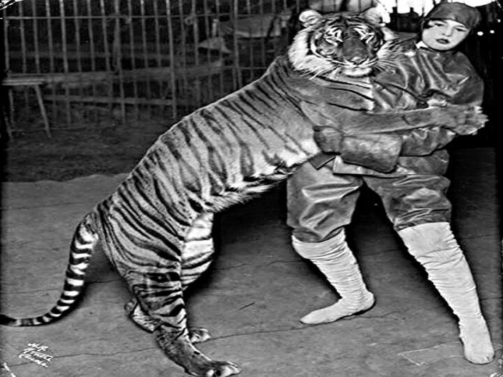 பாலி தீவுகளில் காணப்பட்ட இந்த பாலி புலிகள் கடந்த 1940ம் ஆண்டு காலகட்டங்களிலே அழிந்துவிட்டது.