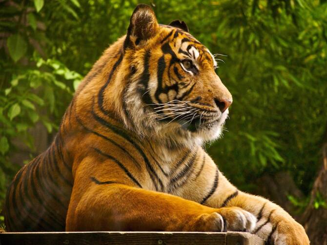 International Tiger Day: Know Significance & Quotes That Remind Why It's  Important To Protect National Animal