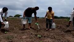 Farmer Loss : बळीराजा संकटात; पावसाअभावी कपाशीला हाताने पाणी देण्याची वेळ