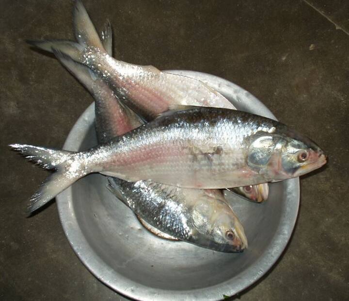 more demand to Ilish fish in godavari districts Llish Fish: ఏండే పుస్తెలమ్మైనా.. పులస తినాల్సిందేనండి.. ఆయ్