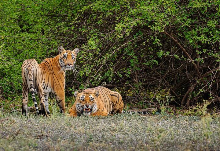 वर्तमान समय में देश में कुल 52 टाइगर रिजर्व हैं. भारत का पहला बाघ रिजर्व जिम कार्बेट है.