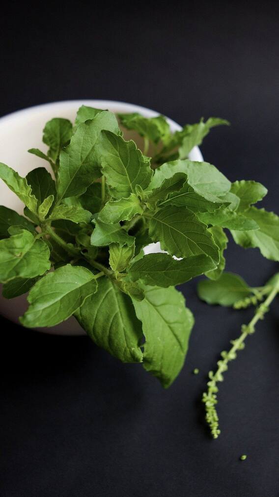 Tulsi Plant Benefits : তুলসির বিভিন্ন উপকারিতা