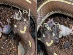 Viral Video: दो मुंह वाले सांप ने निगल लिया चूंहा, कमजोर दिल वाले न देखें ये वीडियो