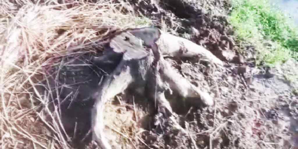 East Burdwan Galsi over 2 thousand trees cut down illegaly 5 arrested East Burdwan: গলসিতে বেআইনিভাবে কাটা হল ২ হাজারের বেশি গাছ, গ্রেফতার ৫