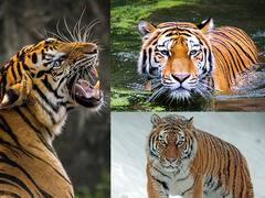 International Tiger Day 2021 : आज आंतरराष्ट्रीय व्याघ्र दिन, का साजरा केला जातो हा दिवस, जाणून घ्या...