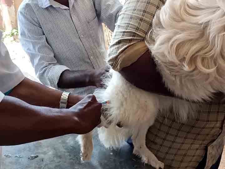 தேனி : அதிகரிக்கும் பார்வோ வைரஸ் தாக்குதல்.. நாய்களுக்கும் தடுப்பூசி கட்டாயம். மனிதர்களை தாக்குமா ?