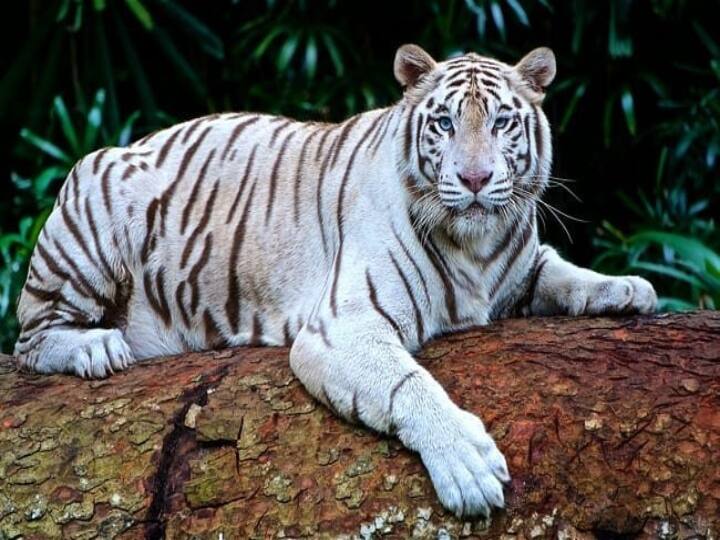 வெள்ளை நிறப் புலிகள் வங்கப்புலிகளின் வகையில் ஒரு கலப்பினமாக உருவாக்கப்பட்டது.