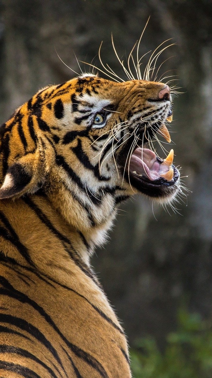 Tiger Stock Photos, Royalty Free Tiger Images | Depositphotos