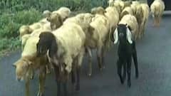 રાજકોટ:સારા વરસાદના કારણે ખેડૂતોને ફાયદો, કપાસ અને મગફળીનું સૌથી વધુ વાવેતર કરાયું