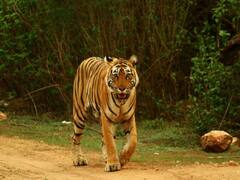 International Tigers Day : இந்தியாவில் புலிகள் பாதுகாப்பு கடந்து வந்த பாதை..!