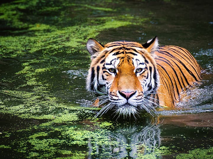 International Tiger Day Want to see tigers these are Forest where you can see tigers आंतरराष्ट्रीय व्याघ्र दिन : वाघ बघायचाय..  'या' जंगलांचा आहे पर्याय?