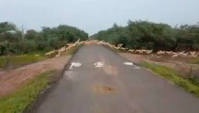 Excellent: PM Shares Video Of Over 3000 Blackbucks Crossing A Road PM Modi Retweet | ”எக்சலண்ட்” :  3000 கலைமான்கள் ஒரே இடத்தில்... வீடியோவை ரீட்வீட் செய்த பிரதமர் மோடி..!