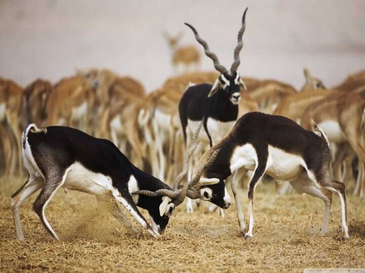 Black Bucks: गुजरात के नेशनल पार्क में सड़क पार करते काले हिरणों का वीडियो वायरल, पीएम मोदी ने दी प्रतिक्रिया Viral Video of Black Bucks: video of 3000 blackbucks crossing a road in Gujarat goes viral, PM Modi tweets spectacular Black Bucks: गुजरात के नेशनल पार्क में सड़क पार करते काले हिरणों का वीडियो वायरल, पीएम मोदी ने दी प्रतिक्रिया