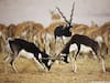 Black Bucks: गुजरात के नेशनल पार्क में सड़क पार करते काले हिरणों का वीडियो वायरल, पीएम मोदी ने दी प्रतिक्रिया