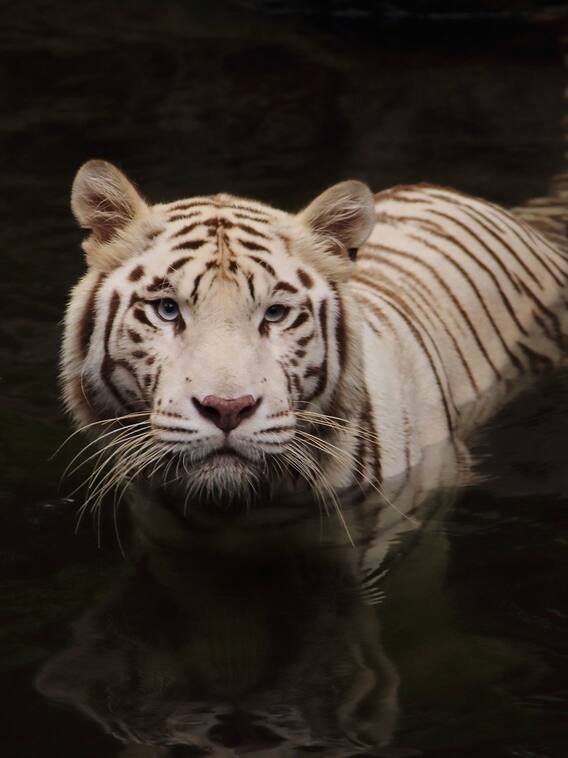 Tiger के बारे में दिलचस्प बातें