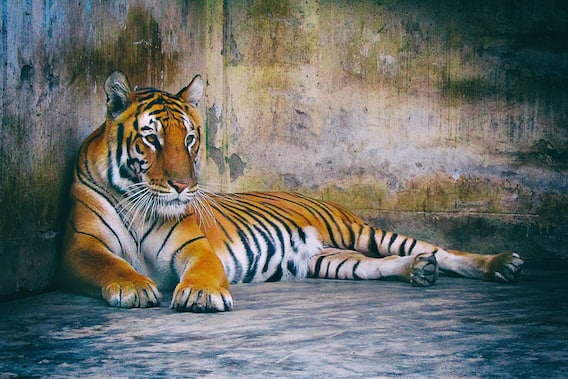 International Tiger Day 2021: अंतरराष्ट्रीय बाघ दिवस आज, जानिए भारत के टाइगर रिजर्व के बारे में