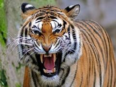 International Tiger Day Photos: சர்வதேச புலிகள் தினம்: 