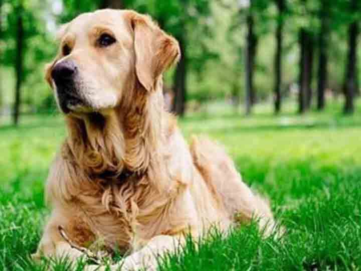 Theni Dogs must be vaccinated against parvovirus infection தேனி : அதிகரிக்கும் பார்வோ வைரஸ் தாக்குதல்.. நாய்களுக்கும் தடுப்பூசி கட்டாயம். மனிதர்களை தாக்குமா ?