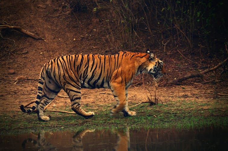 Human-Tiger Conflict: इंसानों और जंगली जानवरों के बीच बढ़ रहा है टकराव, 'टाइगर' को है सबसे ज्यादा खतरा