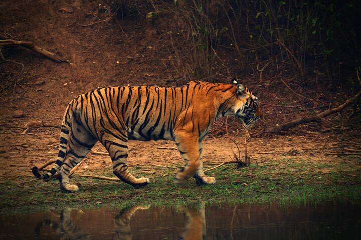 First time in tiger census Big herbivores also count in census. Kolkata Tiger Census: पश्चिम बंगाल में पहली बार बाघों की गिनती के साथ बड़े शाकाहारी जीवों की होगी गणना