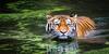 International Tiger Day 2021: বিশ্বজুড়ে পালিত হল 'আন্তর্জাতিক ব্যাঘ্র দিবস', কেন বিশেষ আজকের দিনটি?