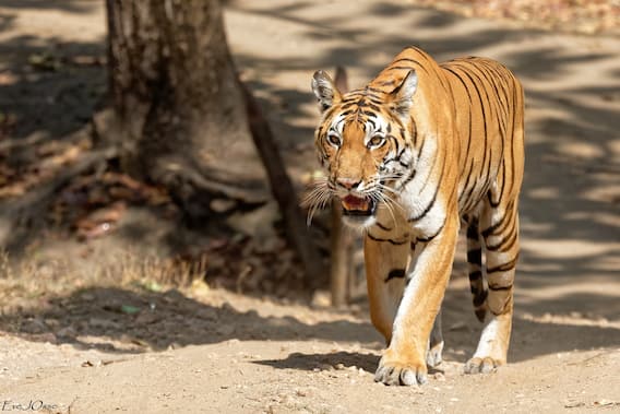 International Tiger Day 2021: अंतरराष्ट्रीय बाघ दिवस आज, जानिए भारत के टाइगर रिजर्व के बारे में